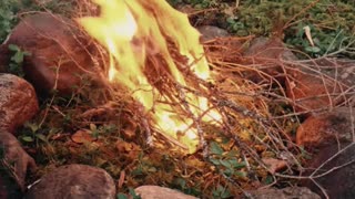Camping in the Forest - No Shelter (ASMR)