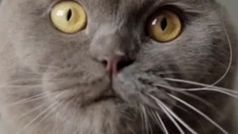 Kucing ternyata gak suka bau kulit jeruk ini alasan nya