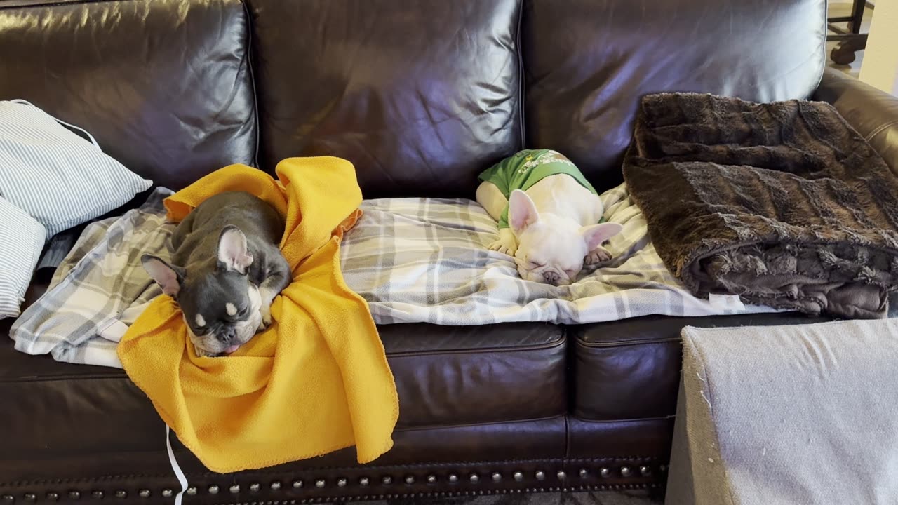 Life of a French Bulldog