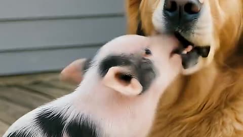 Kindness to animals