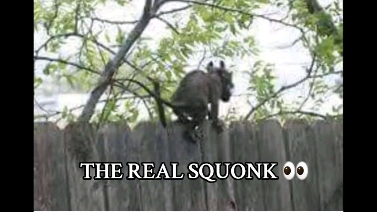 "THE SQUONK"