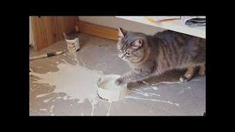 Funny Cat Fails | Funny Cat Compilation