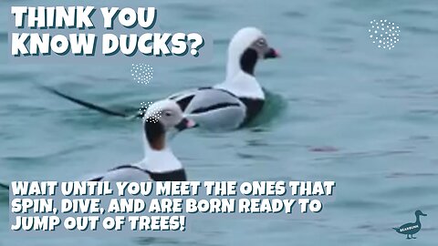 Think You Know Ducks? 🦆 Meet the Leapers, Spinners, and Divers! | BearBunk