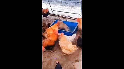 funny video 😂📸📸