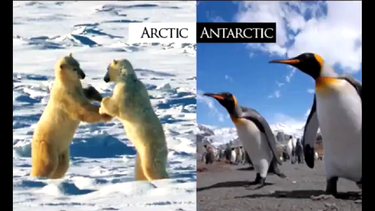 FLAT EARTH: ARCTIC 🌼🦟🦢🐀🐇🦊🦌🌿 VS ANTARCTIC 👊