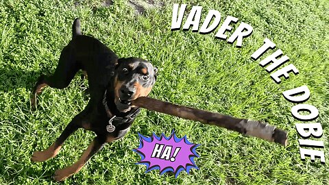 Doberman Morning Trash Run Turned Playdate Extravaganza! 🐾☀️