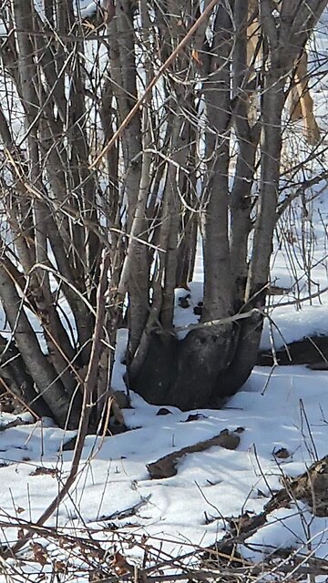 Buck Foraging for Food