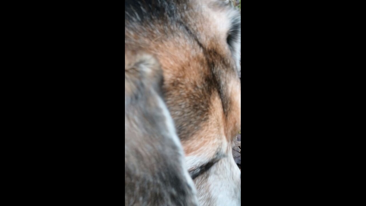 Bandit