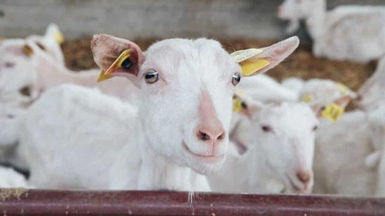 Using goats to explain governments