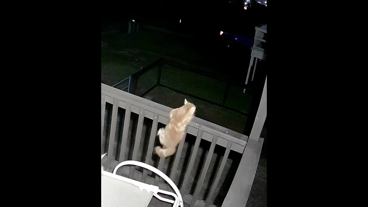 dogs vs cat