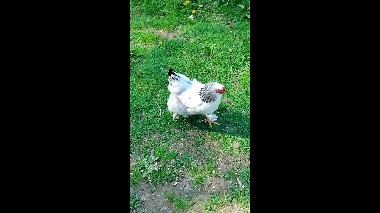 Chicken Run