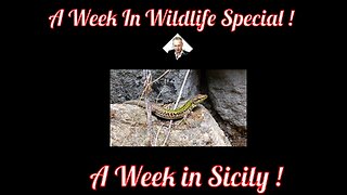 A Week In Wildlife Special - A Week in Sicily !