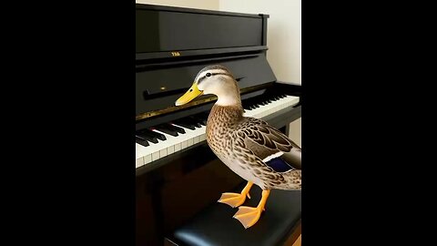piano playing by 🦆