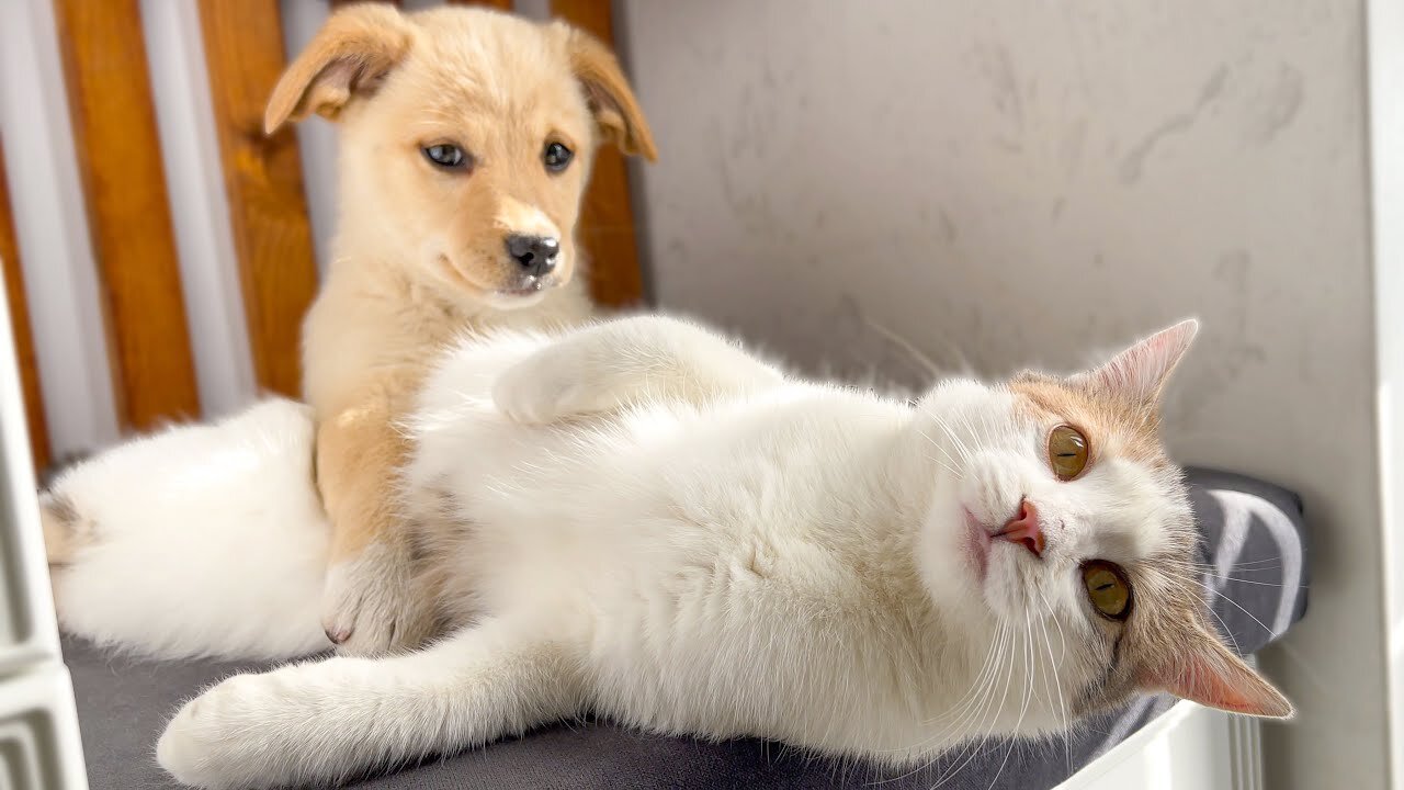 Funny Kitten Shocked by the New Puppy!