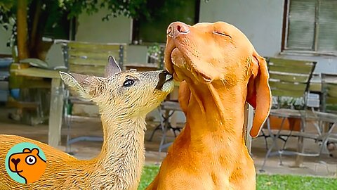 Baby Deer Thinks Dog Is Her “Nanny” And Asks For Kisses | Cuddle Buddies
