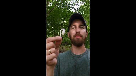 Ghost Pipe tincture (natural pain reliever)