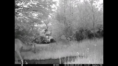 Deer Cam Buck Spooked 05-05-2025 At The End Lights Go Off In Kitchen