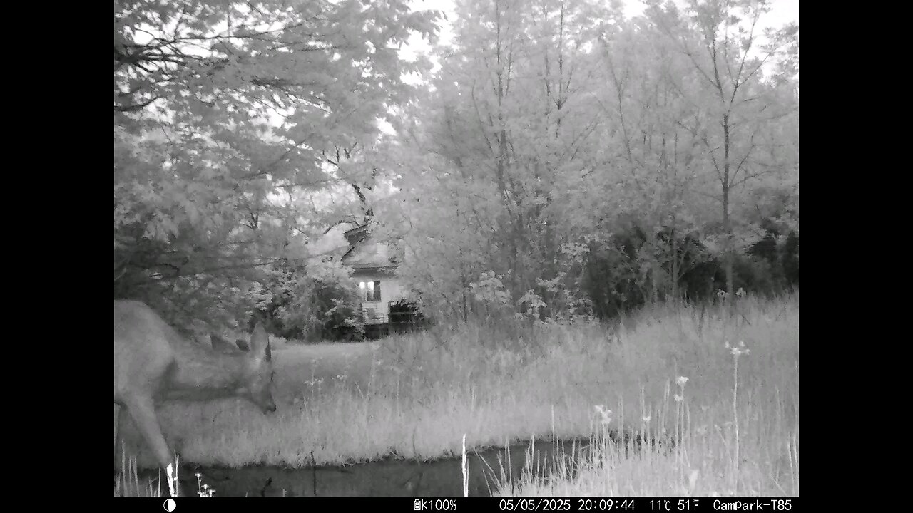 Deer Cam Buck Spooked 05-05-2025 At The End Lights Go Off In Kitchen