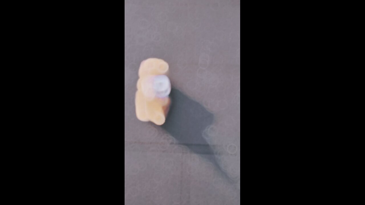 Cute little cat walking #kitty #kitten