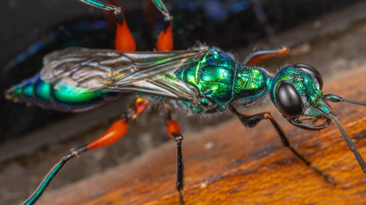 Beware the Deadly Zionist Jewel Wasp!