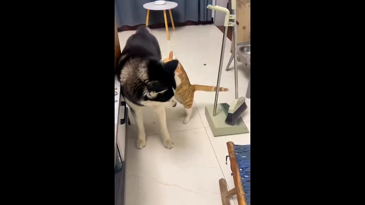 Dog vs cat
