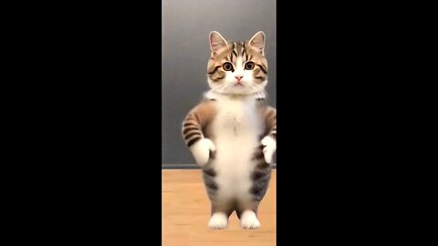 cute cat and cock