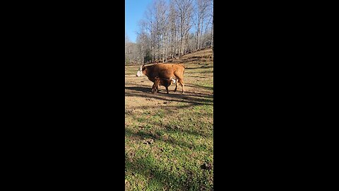 Six-Day-Old Shorthorn Plus Steer Calf Nursing His Mother