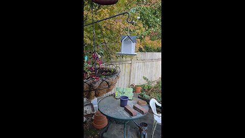 Birds visit