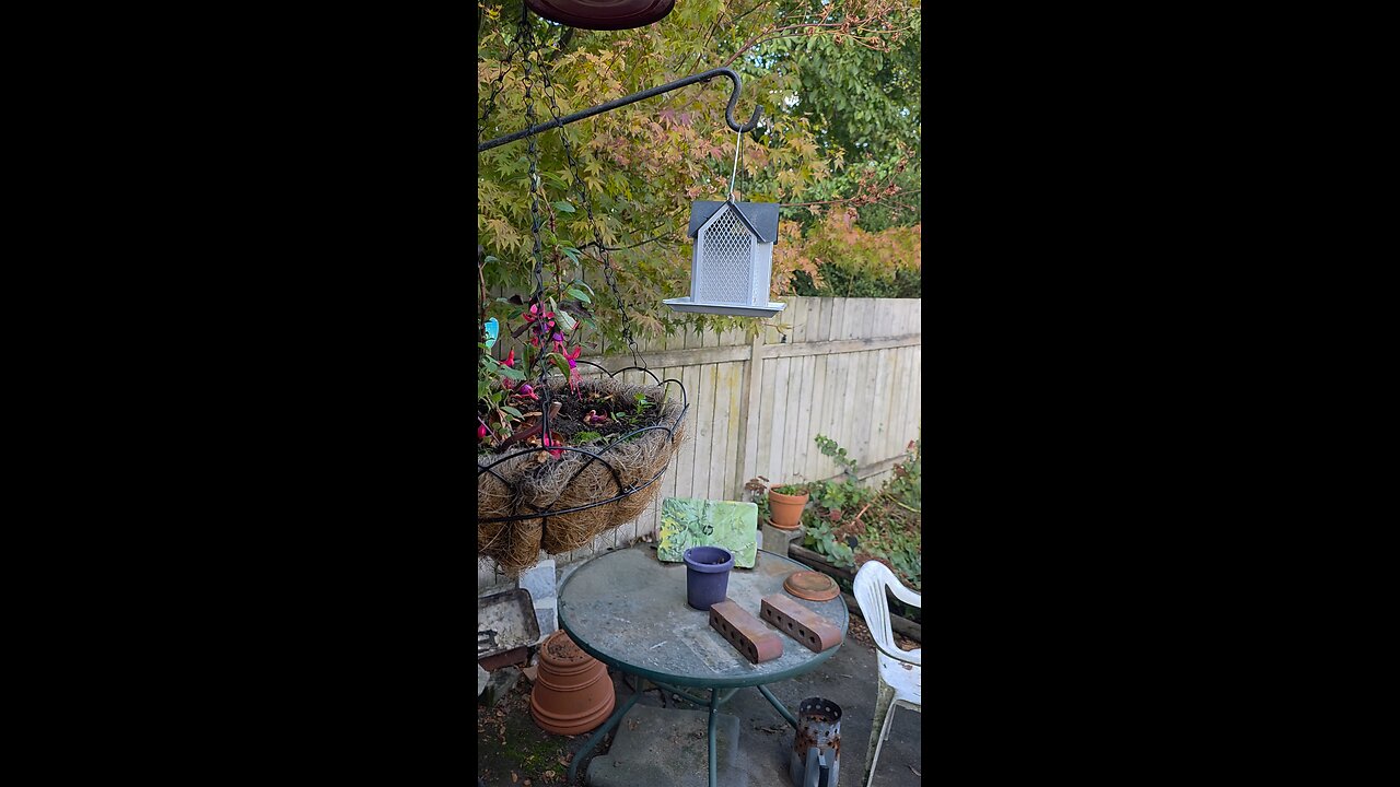Birds visit