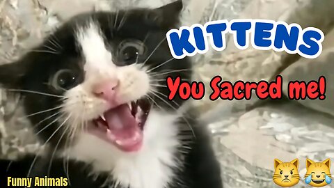 "Kittens: You Scared Me!"