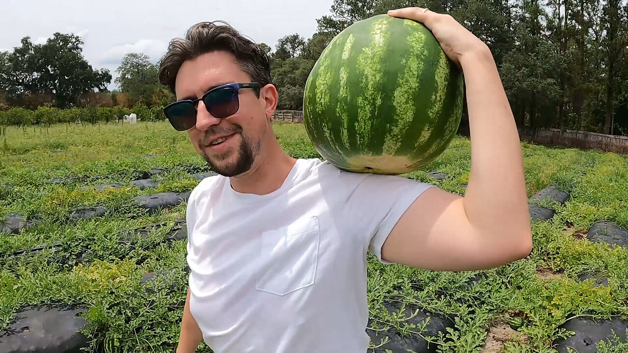 Picking Fresh Produce at Upicktopia in Masaryktown, Florida