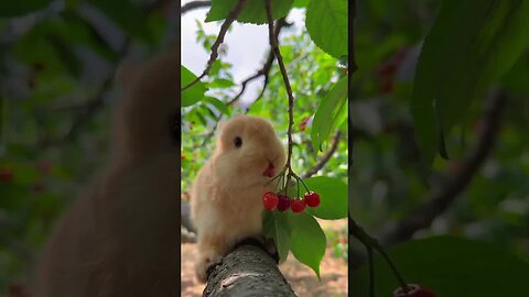 Cherry mouth eats cherries, cute pet, rabbit, cute little pastoral pet