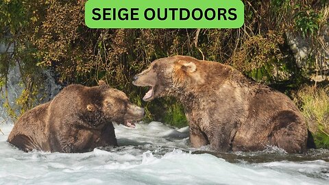 Katmai National Park Bear Feeding Live Stream!