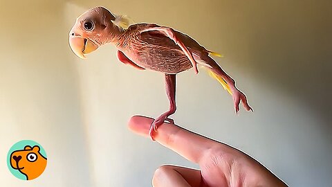 Tiny Bird With No Feathers Makes The Cutest Noises | Cuddle Buddies