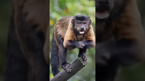 Capuchin Monkey dancing
