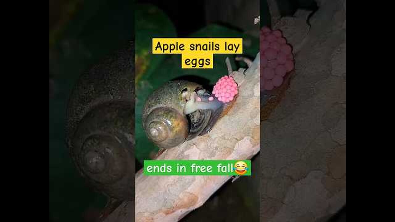 Close-up of snail laying eggs | Tropical Forest Bees #snails