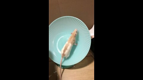 Young Fancy Rats Enid And Wednesday Free Roam And Training