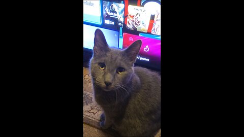 Dragon ball Z filter on my cat :)