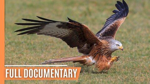 The Lightest Hunters - Kites and Harriers' Fight for Survival | Full Documentary