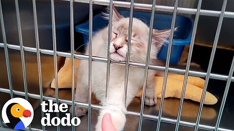 Kitten Suffering From Panic Attacks In The Shelter Wins Over Wife's Husband | The Dodo