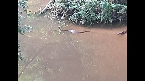 Huge Water Moccasin Swimming In Our Creek 6/4/25