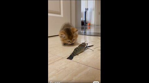 cat fun