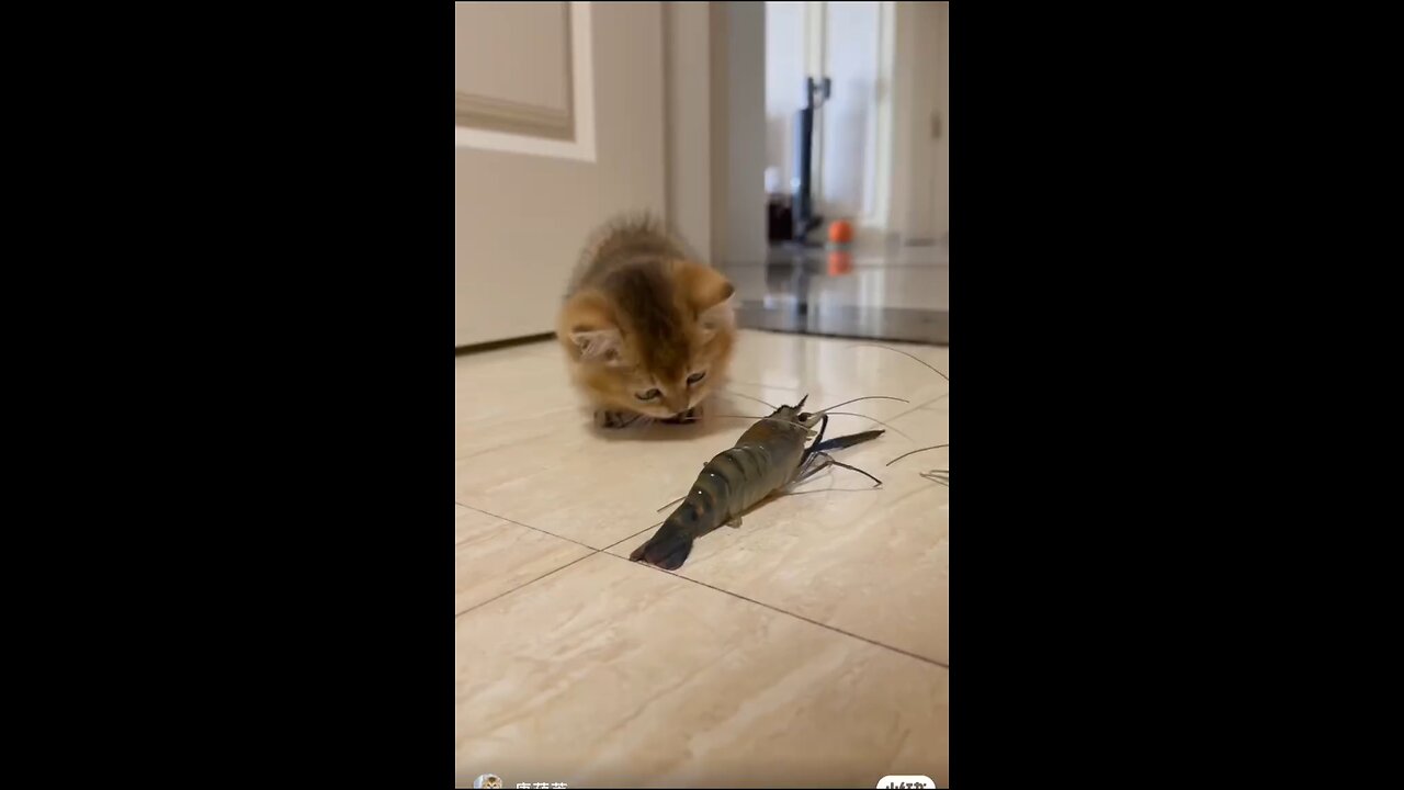 cat fun