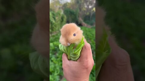 A little rabbit in the palm of your hand Cute pet debut plan Rabbit Rural cute pet