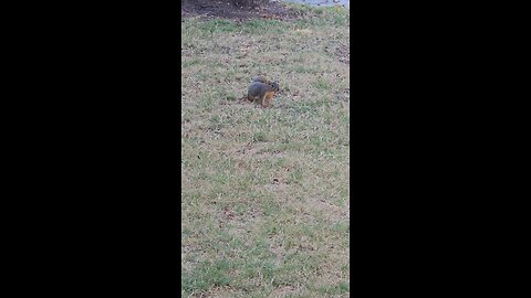 When a squirrel 🐿️ want to play hide 🫥 and seek 😀