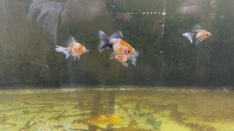 English Veiltail goldfish