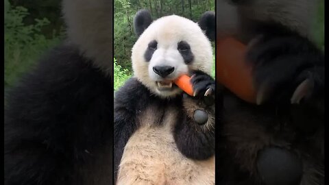 Cute Panda eating carrot 🥕🐼😍😍
