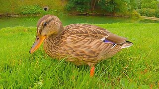 Some of the Now 10 Week Old Mallard Ducks Ducklings