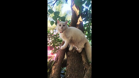Care Less Cat