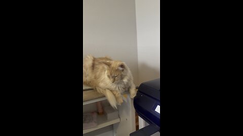 Leo and Printer